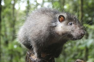 lost land of the volcano : Bosavi Woolly Rat
