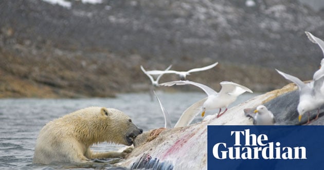 Do Polar Bears Eat Birds? Surprising Facts Revealed!