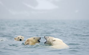 Polar bears in Norway: by American wildlife photographer Steve Kaslowski, around Svalbard