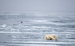 Polar bears in Norway: by American wildlife photographer Steve Kaslowski, around Svalbard