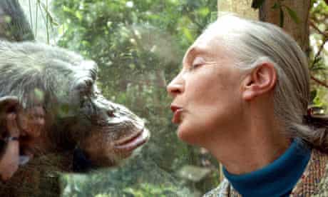 Jane Goodall, the world's foremost authority on chimpanzees