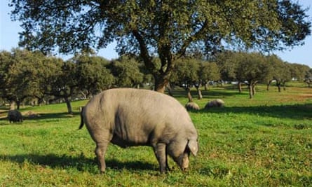 Pata Negra, the Black Iberian pig