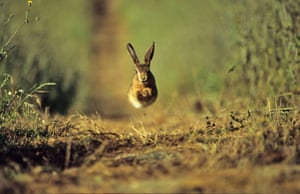 BWPA: Brown Hare by Andy Fisher 