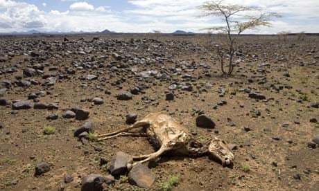 Kenyan herders to be offered livestock insurance against drought | Farming  | The Guardian