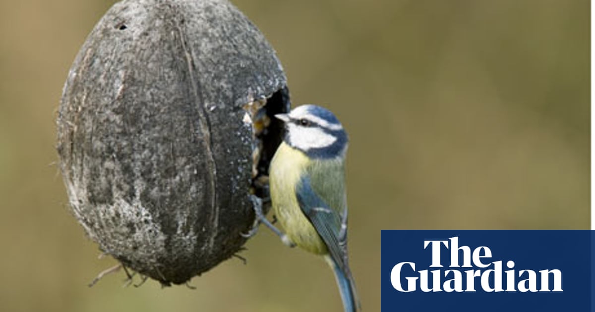Rspb S Tips On How To Stop Your Cat Making A Meal Of Birds In Your
