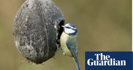 Rspb S Tips On How To Stop Your Cat Making A Meal Of Birds In Your Garden Celia Cole Environment The Guardian