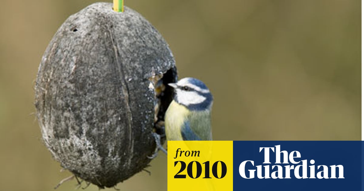 How to Keep Birds Out of Cat Food: Easy Tips That Work Fast