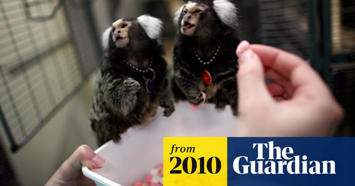 Animal research study shows many tests are full of flaws | Animal  experimentation | The Guardian