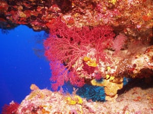 Chagos: Chagos archipelago worlds largest coral atolls