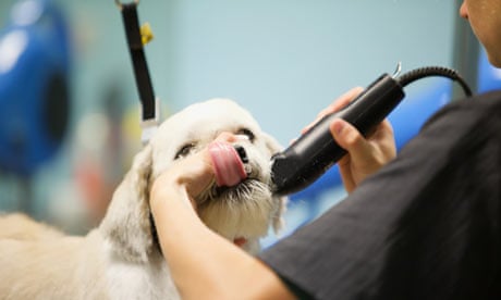 Pets at home dog grooming service