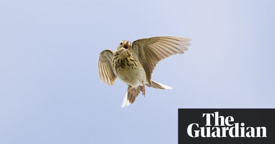 BirdGuides Photo of the Year 2009 | Environment | The Guardian