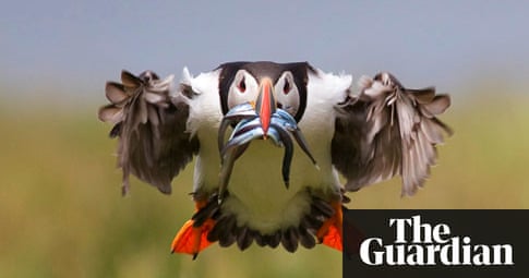 BirdGuides Photo of the Year 2009 | Environment | The Guardian