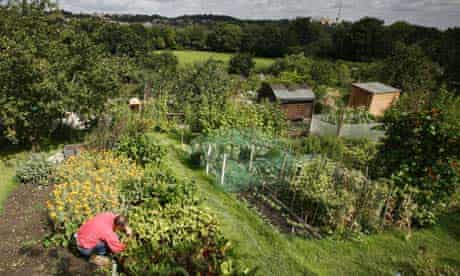 Allotments in Haringey, London