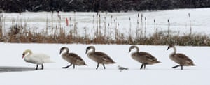Snow: Swans cross a frozen lake in Southwell, Nottinghamshire