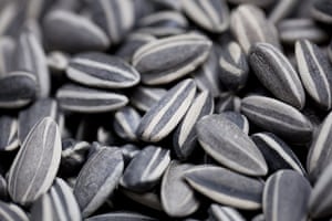  Turbine Hall update: A close-up photograph of some of the seeds