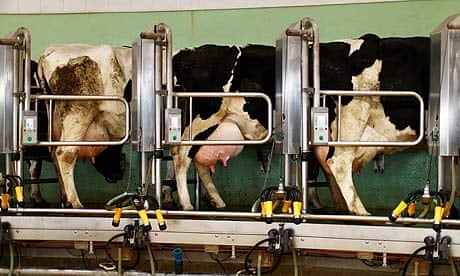 Cows being milked at a dairy farm