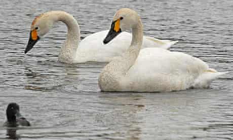 Bewick's swans at Slimbridge