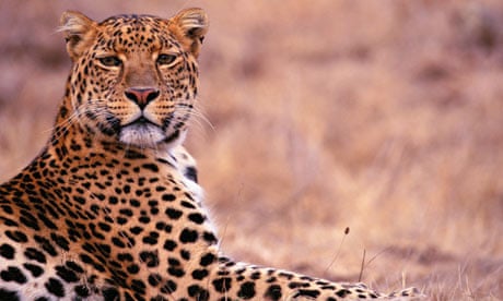 How the leopard really got his spots, Evolution