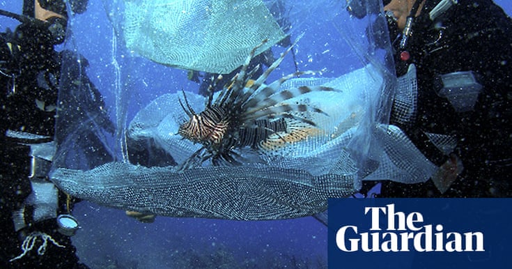 In pictures: Marine ecosystems at risk from pollution | Environment