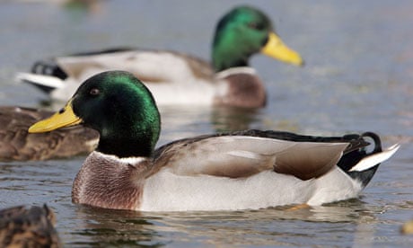 Feed the ducks' sign sparks online debate