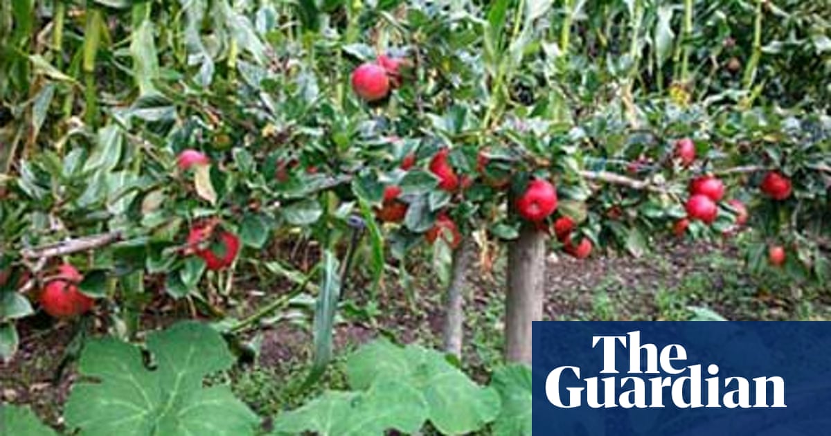 How To Grow Fruit In A Small Space Life And Style The Guardian