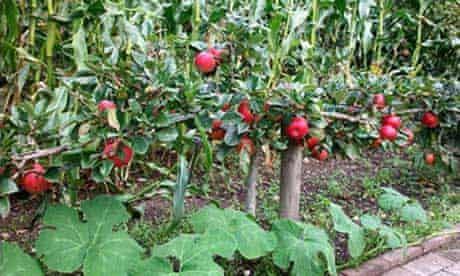 Planter sous les arbres fruitiers au Royaume-Uni