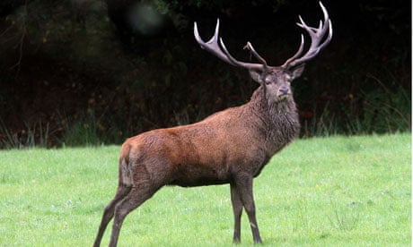9ft stag the 'Emperor of Exmoor' returns for start of the mating season, Exmoor, Devon
