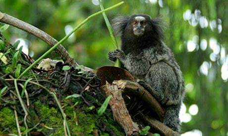 More than 1,200 new species found in the Amazon in past decade | Wildlife |  The Guardian