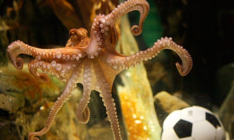 Otto the octopus uses her psychic powers to predict the referendum