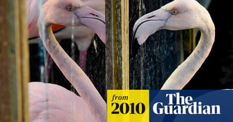 Flamingos apply oils to look pinker | Animal behaviour | The Guardian