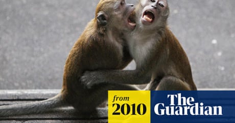 Baby Dies After Being Snatched By Monkey Malaysia The Guardian Baby Dies After Being Snatched By Monkey Malaysia The Guardian