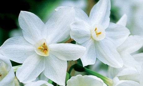 Alys Fowler: Narcissi | Gardening advice | The Guardian