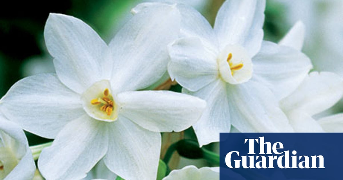 More Interesting Than Food Narcissus >> Alys Fowler Narcissi Life And Style The Guardian More Interesting Than Food Narcissus >> Alys Fowler Narcissi Life And Style The Guardian