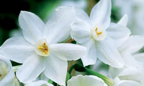 Narcissus paperwhites