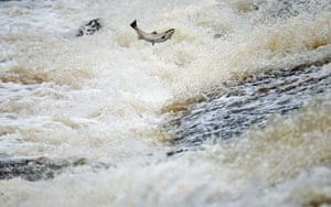 Week in Wildlife: Salmon Return Upstream To Spawn In The River Etterick