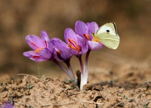 Week in Wildlife: A butterfly on a saffron flower in a saffron field in Pampore