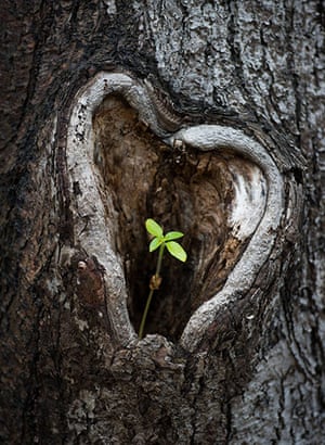 Week in Wildlife: Tree with heart-shape knothole