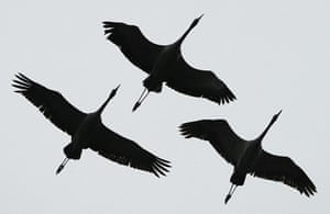 Week in Wildlife: Cranes fly on November 4, 2010 near Linu