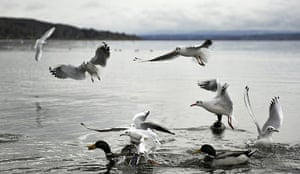 Week in Wildlife: Sea gulls feed at the Ammersee Lake near