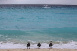 Week in Wildlife: Birds stand on the beach in Cancun