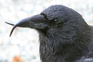 Week in Wildlife:  Deformed Beaks May Signal a Greater Environmental Problem 