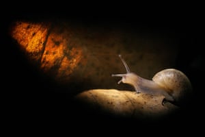 GDT: GDT European Wildlife Photographer of the Year 2010