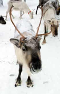Reindeer in Finland.