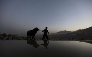 Eid al-Adha: A young Afghan boy leads a buffalo at a livestock market