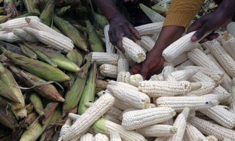 Maize: food prices have risen