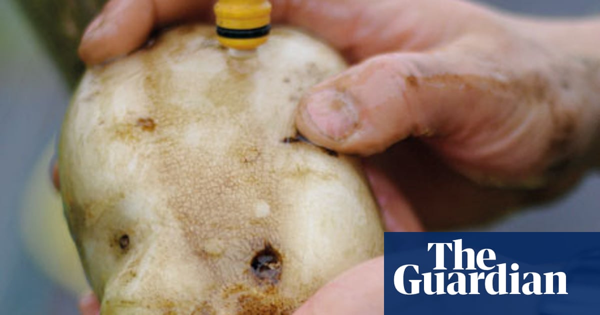 Can Plants Grow in Flesh