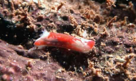 Chromodoris socorroensis sea slug