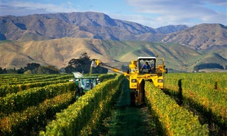 A vineyard in Marlborough New Zealand
