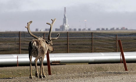 Caribou near a BP oil pipeline in Alaska