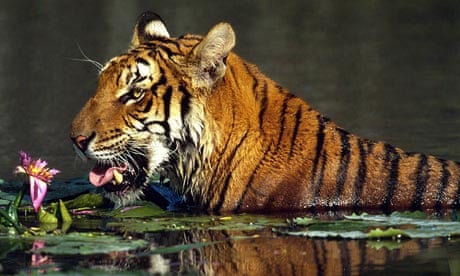 Tiger in wild